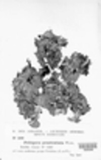 Peltigera praetextata image